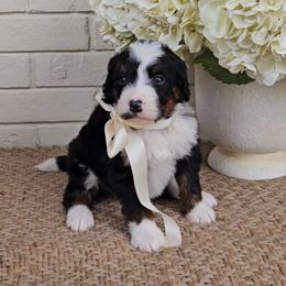 Smores - Tri-color female Bernedoodle puppy in Russell Springs, Kentucky from 270 Doodles
