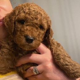 Goldendoodles from Hope Goldendoodles