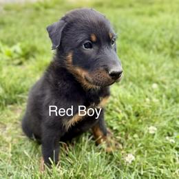 Red - Black and rust male Beauceron puppy in Floyd’s Knobs, Indiana from Birdwing Beaucerons
