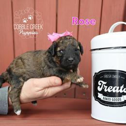 Rose - Sable female Bernedoodle puppy in Heyworth, Illinois from Cobble Creek Puppies