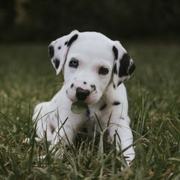 Dalmatian Puppies from Whispered Spots Dalmatians