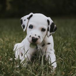 Dalmatian Puppies from Whispered Spots Dalmatians