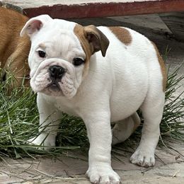 Bulldog Puppies from Magic City Kennel