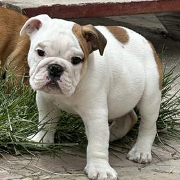 Bulldog Puppies from Magic City Kennel