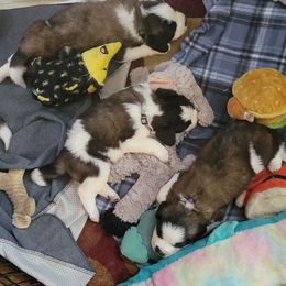 Saint Bernard Puppies from Middle Georgia Saints