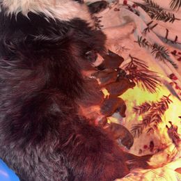 Male - Black white and tan male Shetland Sheepdog puppy in Chaplin, Connecticut from Mystic Moon