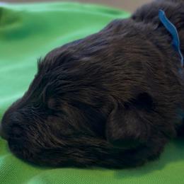 Boy 2 - Black male German Shepherd puppy in Valley Springs, South Dakota from Von Pasch German Shepherds