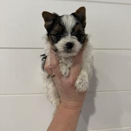 Boy one-Traditional Parti Yorkie - Parti male Yorkshire Terrier puppy in Virginia from Yorkies of Boston