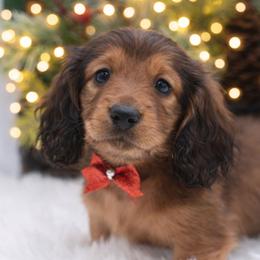 Sven-AKC Import Lines - Red male Dachshund puppy in Coweta, Oklahoma from Sunnyside Dachshunds