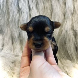 Yorkshire Terrier Puppies from Baby doll face yorkies