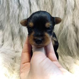 Yorkshire Terrier Puppies from Baby doll face yorkies