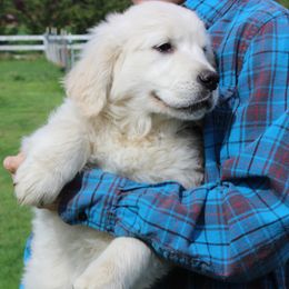 Girl 3 - female Golden Retriever puppy in Chehalis, Washington from Tradition Golden Retrievers
