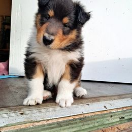 Collie Puppies from Arabella Collies
