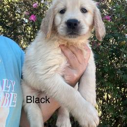 Black - Golden male Golden Retriever puppy in Jesup, Georgia from Painted Platinum Retrievers (Painted Platinum Kennel) PPK
