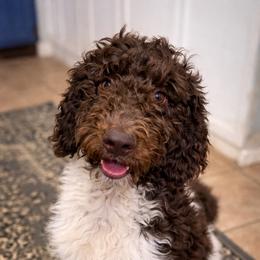 Peppermint Mocha - Parti male Goldendoodle puppy in Arlington, Texas from Chambers Doodle Patch