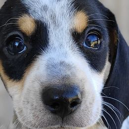 Dachshunds from ARRK Dachshunds