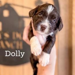 Girl 1 - Chocolate female Labradoodle puppy in Danville, Indiana from Marley’s Doodle Ranch