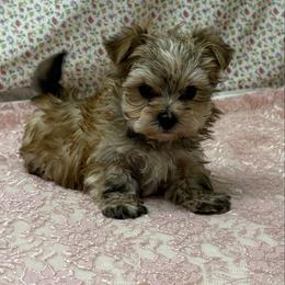 Honey - Gold male Morkie puppy in Monticello, Iowa from Ashley’s Puppies