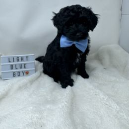 Assorted Doodle Crosses Puppies from Miranda Thornton