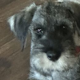 Girl 2 - Standard Schnauzer puppy in Summerfeld, Florida from Amazing Standard Schnauzers