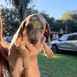 Kami - Fawn (Isabella) female Dachshund puppy in Pierson, Florida from Paige’s Mini Dachshunds