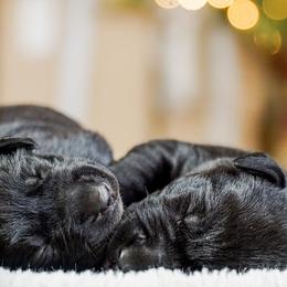 Labrador Retriever Puppies from Mid-Columbia Labradors