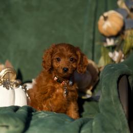 Starlight - Red male Cavapoo puppy in Bellingham, Washington from My Sweet Poodles and Doodles