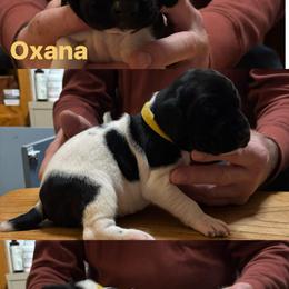 Girl 5 - Liver and white female German Shorthaired Pointer puppy in Topeka, Kansas from Autumn Prairie Kennel