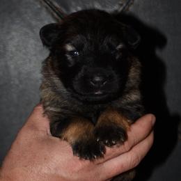 White Collar Female - Sable female German Shepherd puppy in Mariana, Florida from Haus M Godwin
