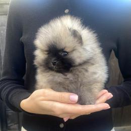 Boy 2 - male Pomeranian puppy in Citrus Heights, California from Yev and Marina's Pomeranians (AKC)