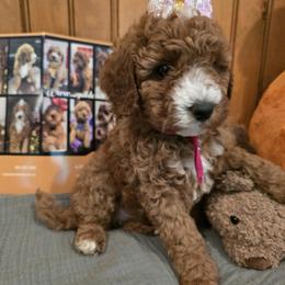 Bernedoodle and Goldendoodle Puppies from 4goldendoodles