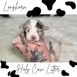 Longhorn - Blue merle and white male American Corgi puppy in Greenwood, Indiana from Witch Creek Corgis