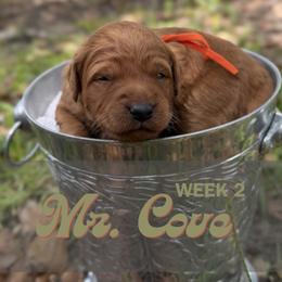 Mr. Cove - Parti male Goldendoodle puppy in Pensacola, Florida from Ruby Pupper Doodles