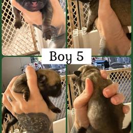 Boy 5 - Fawn male Pug puppy in Winter Haven, Florida from Lisa's Pugalicious Pugs