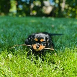 Mia - Black and tan female Cavalier King Charles Spaniel puppy in Clemmons, North Carolina from Crown Jewel Cavaliers