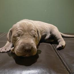 Chevy - Silver female Great Dane puppy in French Creek, West Virginia from Villa-Danes Von Kraus