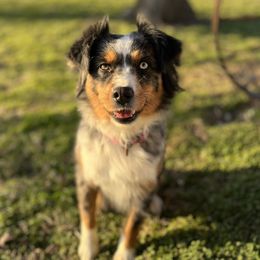 Bella - Miniature Australian Shepherd