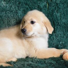 Shortcake (Red Collar Girl) - Light golden female Golden Retriever puppy in Peoria, Arizona from Dani’s Dawgs