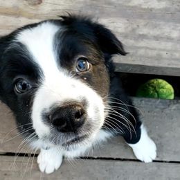 Australian Shepherds from Rafter KLF Australian Shepherds