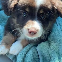 Toy Australian Shepherd Puppies from Kickapoo Creek Aussies