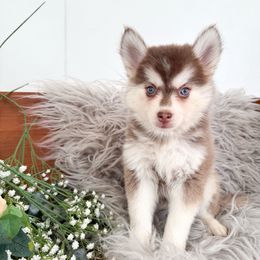 Lou Lou - Red and white female Pomsky puppy in La Verne, California from Red Cedar Pomskies
