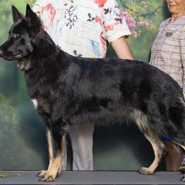 Kara - Shiloh Shepherd