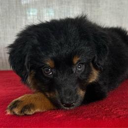 Alice - Black tri female Miniature Australian Shepherd puppy in Sulphur, Louisiana from Triple J Aussies and Corgis