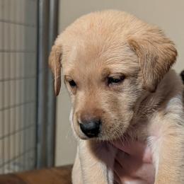 Diesel (Blue collar) - Yellow male Labrador Retriever puppy in Commerce, Oklahoma from Standing Water Kennels