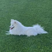 Morty - American Eskimo Dog