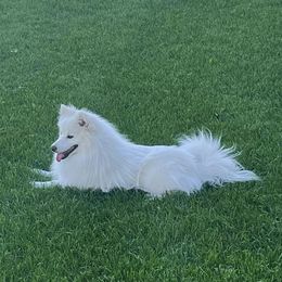 Morty - American Eskimo Dog