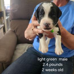 Lt. Green male - Black and white male Bernedoodle puppy in Fairmount, Indiana from Capens' Doodles,Poodles and Poo's