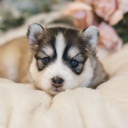 Pomsky Puppies from Hill Tribe Pomskies