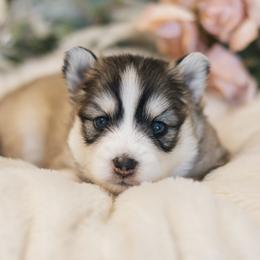 Pomsky Puppies from Hill Tribe Pomskies