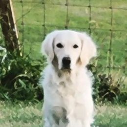 Golden Retrievers from Sande's Golden Acres